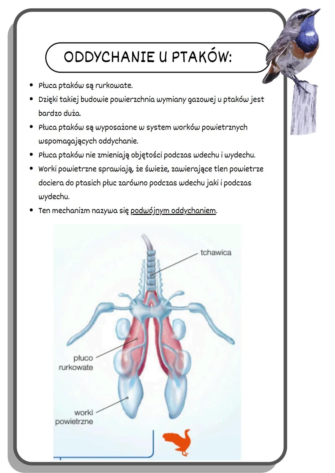 PTAKI
ŚRODOWISKO
ZYCIA:
WYSTĘPUJĄ NA WSZYSTKICH KONTYNENTACH.
► WYSTĘPUJĄ PRAWIE WE WSZYSTKICH TYPACH
ŚRODOWISK.
SĄ TAK POWSZECHNE PONIEWAŻ: