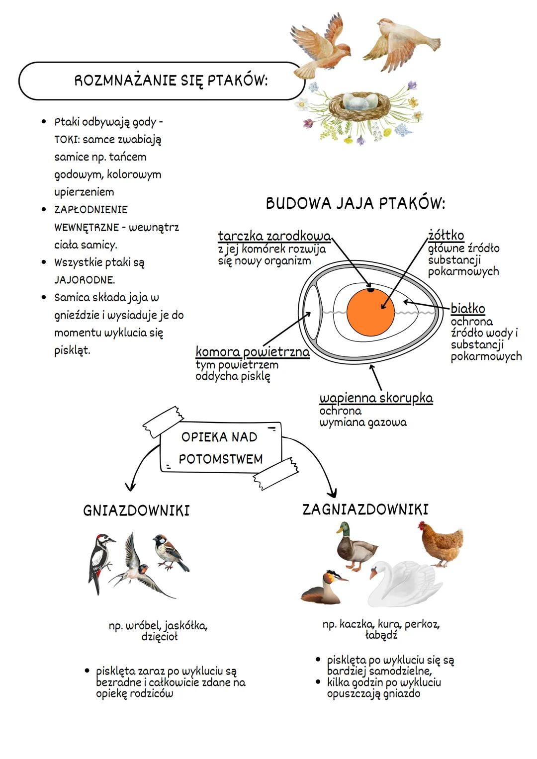 PTAKI
ŚRODOWISKO
ZYCIA:
WYSTĘPUJĄ NA WSZYSTKICH KONTYNENTACH.
► WYSTĘPUJĄ PRAWIE WE WSZYSTKICH TYPACH
ŚRODOWISK.
SĄ TAK POWSZECHNE PONIEWAŻ: