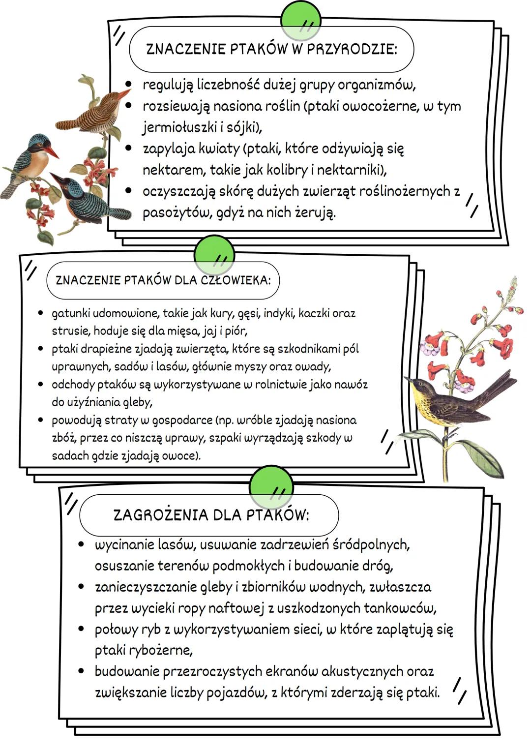 PTAKI
ŚRODOWISKO
ZYCIA:
WYSTĘPUJĄ NA WSZYSTKICH KONTYNENTACH.
► WYSTĘPUJĄ PRAWIE WE WSZYSTKICH TYPACH
ŚRODOWISK.
SĄ TAK POWSZECHNE PONIEWAŻ: