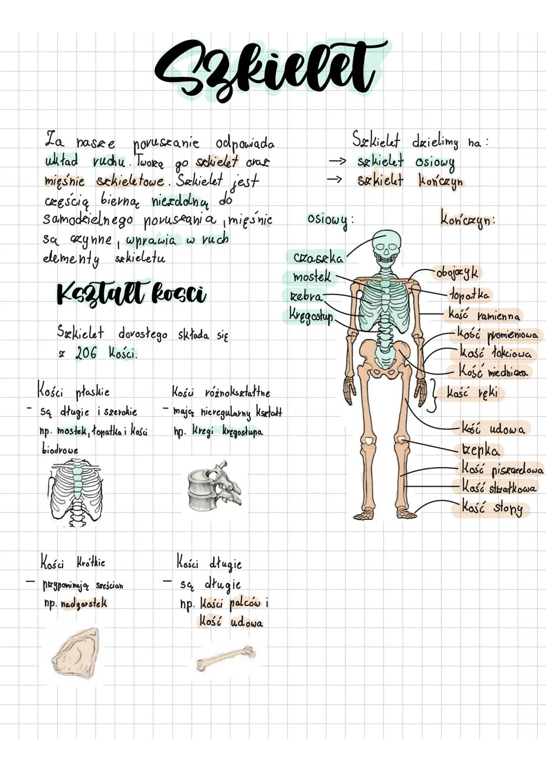 # Szkielet
La nasze poruszanie odpowiada
układ ruchu. Twoke go schielet ovat
mięśnie sekieletowe. Szkielet jest
częścią bierna niezdolną do