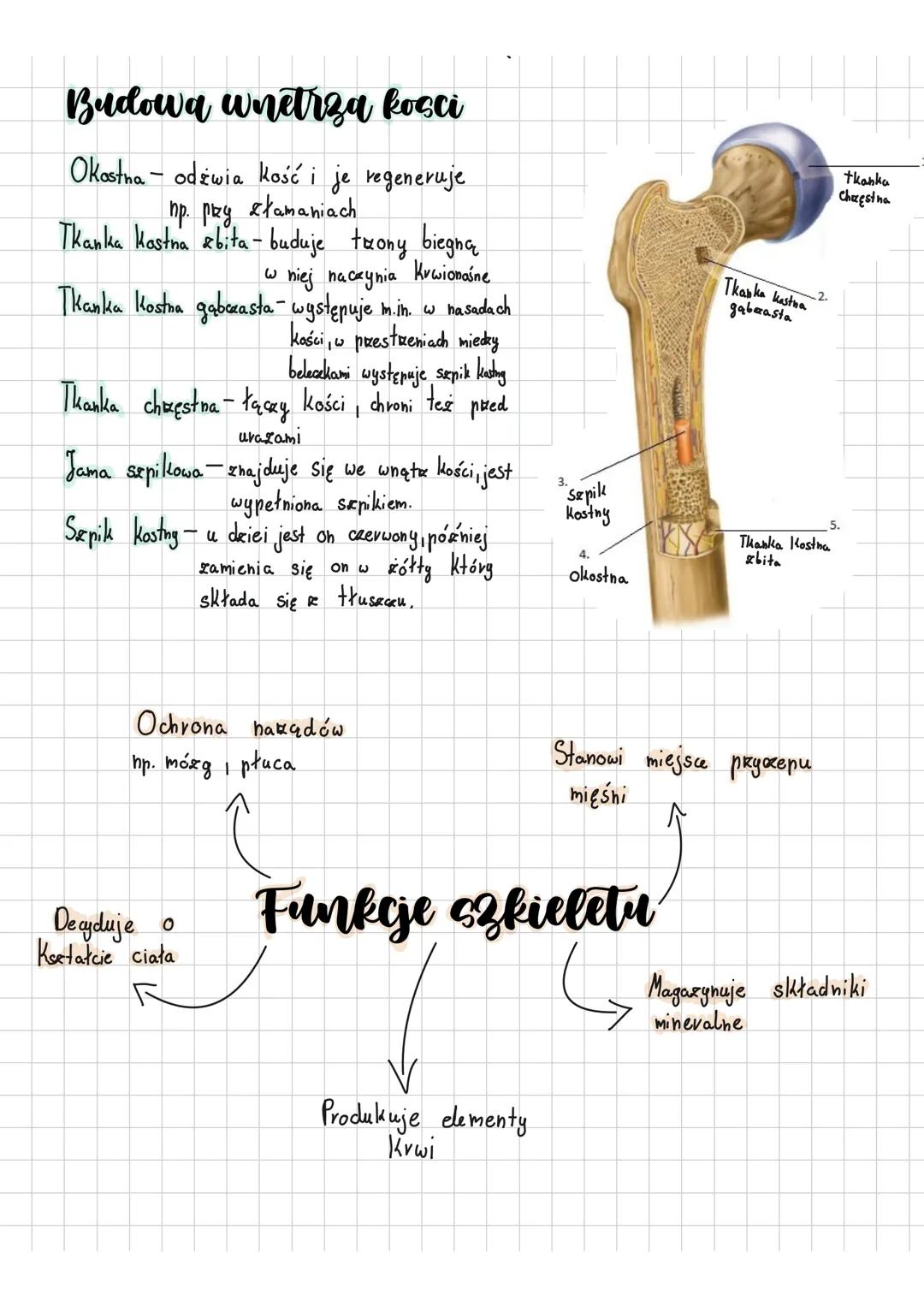 # Szkielet
La nasze poruszanie odpowiada
układ ruchu. Twoke go schielet ovat
mięśnie sekieletowe. Szkielet jest
częścią bierna niezdolną do