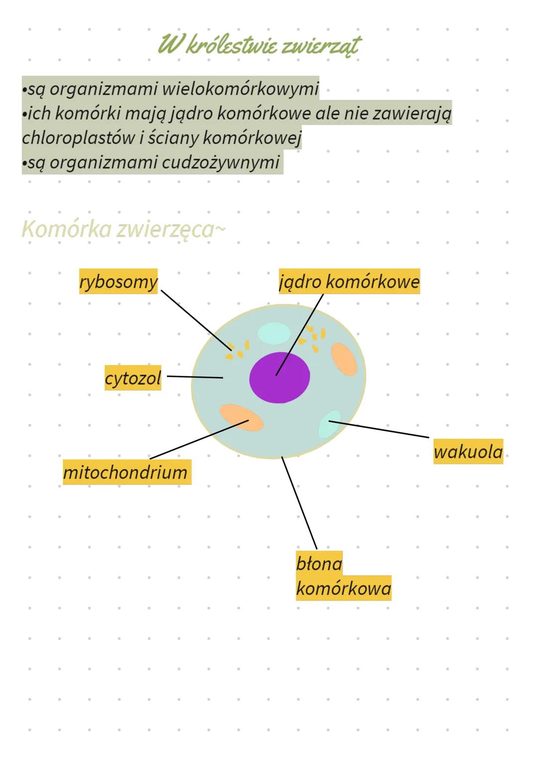 # W królestwie zwierzat
* są organizmami wielokomórkowymi
* ich komórki mają jądro komórkowe ale nie zawierają
chloroplastów i ściany k