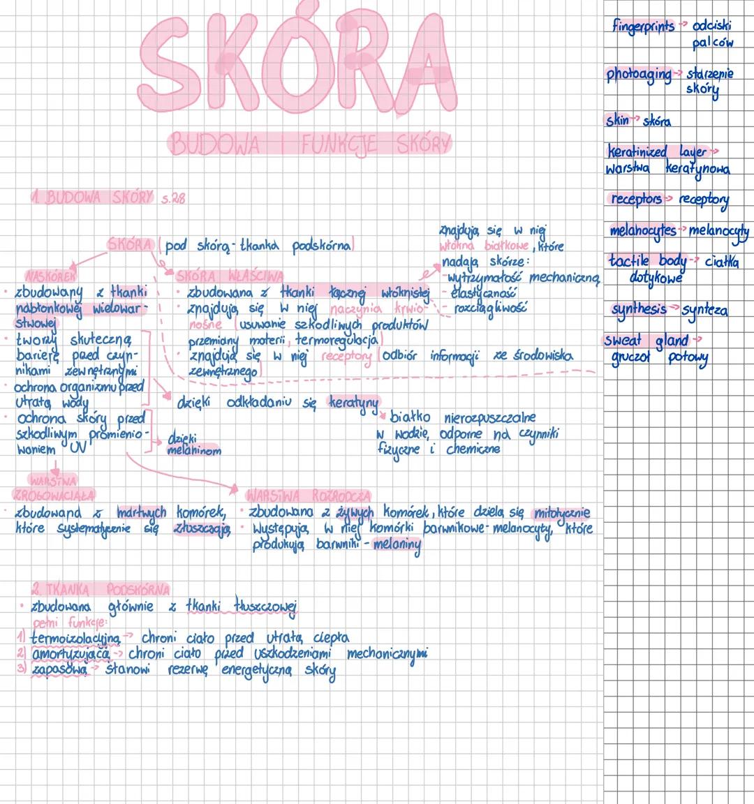 # SKÓRA
BUDOWA FUNKCJE SKÓRY
fingerprints odciski
palców
photoaging starzenie
skóry
Skin skóra
Keratinized Layer>
Warstwa keratynowa
4