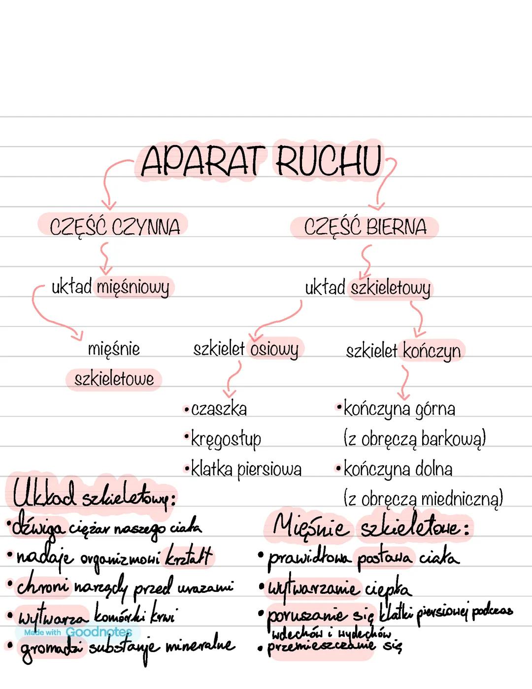 Aparat Ruchu Klasa 7