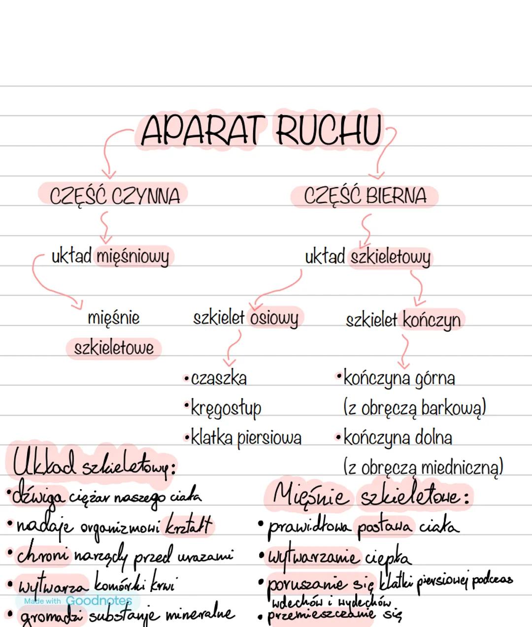 APARAT RUCHU₂
CZĘŚĆ CZYNNA
CZĘŚĆ BIERNA
układ mięśniowy
układ szkieletowy
mięśnie
szkielet osiowy
szkielet kończyn
szkieletowe
⚫czaszka
•koń
