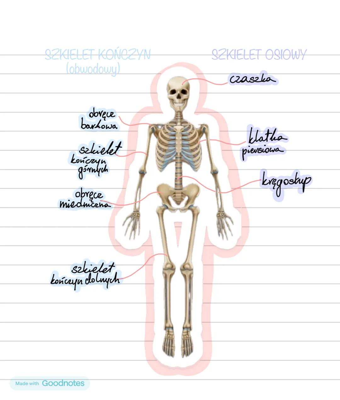 APARAT RUCHU₂
CZĘŚĆ CZYNNA
CZĘŚĆ BIERNA
układ mięśniowy
układ szkieletowy
mięśnie
szkielet osiowy
szkielet kończyn
szkieletowe
⚫czaszka
•koń