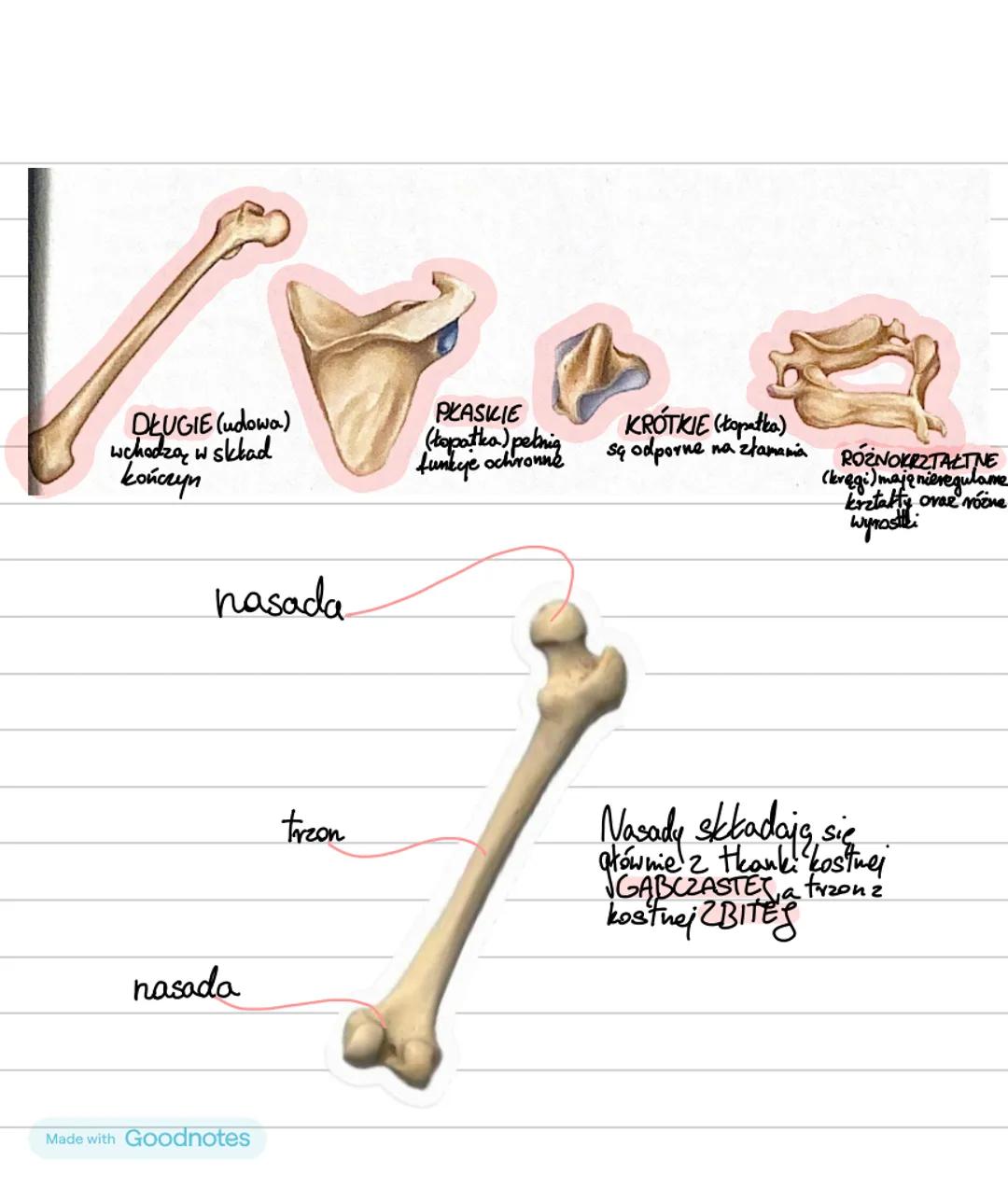 APARAT RUCHU₂
CZĘŚĆ CZYNNA
CZĘŚĆ BIERNA
układ mięśniowy
układ szkieletowy
mięśnie
szkielet osiowy
szkielet kończyn
szkieletowe
⚫czaszka
•koń