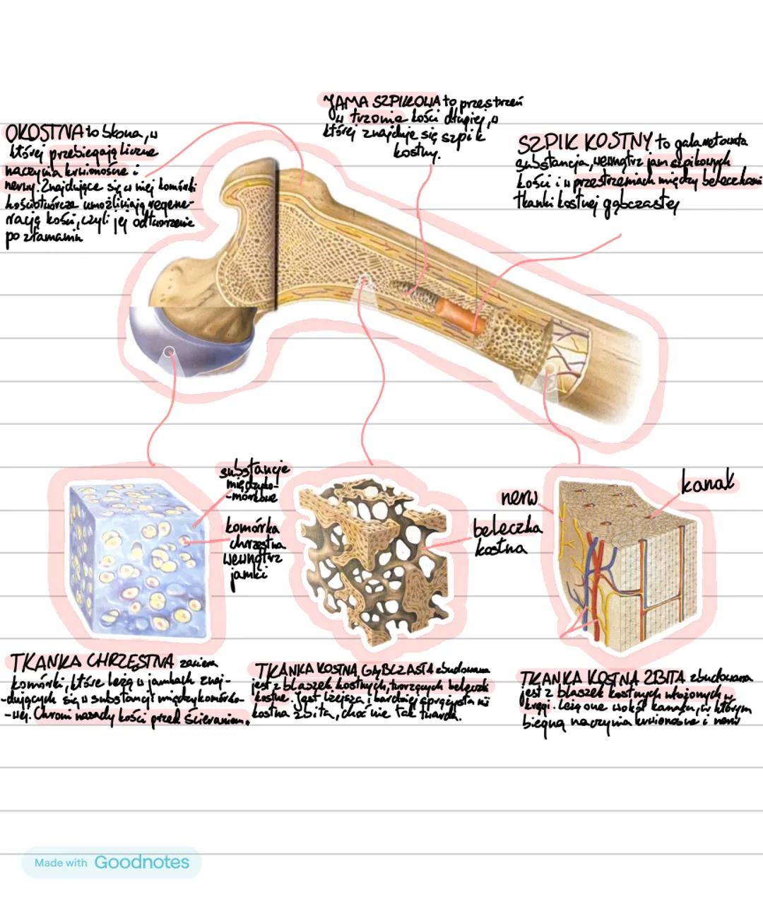 APARAT RUCHU₂
CZĘŚĆ CZYNNA
CZĘŚĆ BIERNA
układ mięśniowy
układ szkieletowy
mięśnie
szkielet osiowy
szkielet kończyn
szkieletowe
⚫czaszka
•koń