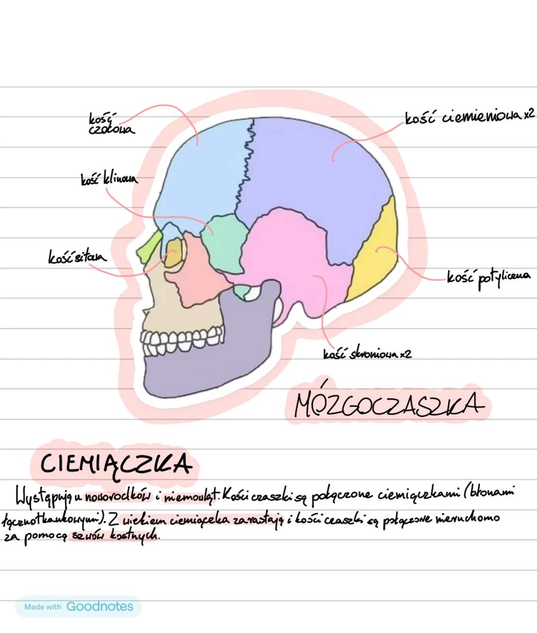APARAT RUCHU₂
CZĘŚĆ CZYNNA
CZĘŚĆ BIERNA
układ mięśniowy
układ szkieletowy
mięśnie
szkielet osiowy
szkielet kończyn
szkieletowe
⚫czaszka
•koń