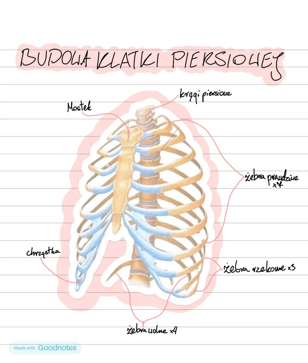 APARAT RUCHU₂
CZĘŚĆ CZYNNA
CZĘŚĆ BIERNA
układ mięśniowy
układ szkieletowy
mięśnie
szkielet osiowy
szkielet kończyn
szkieletowe
⚫czaszka
•koń