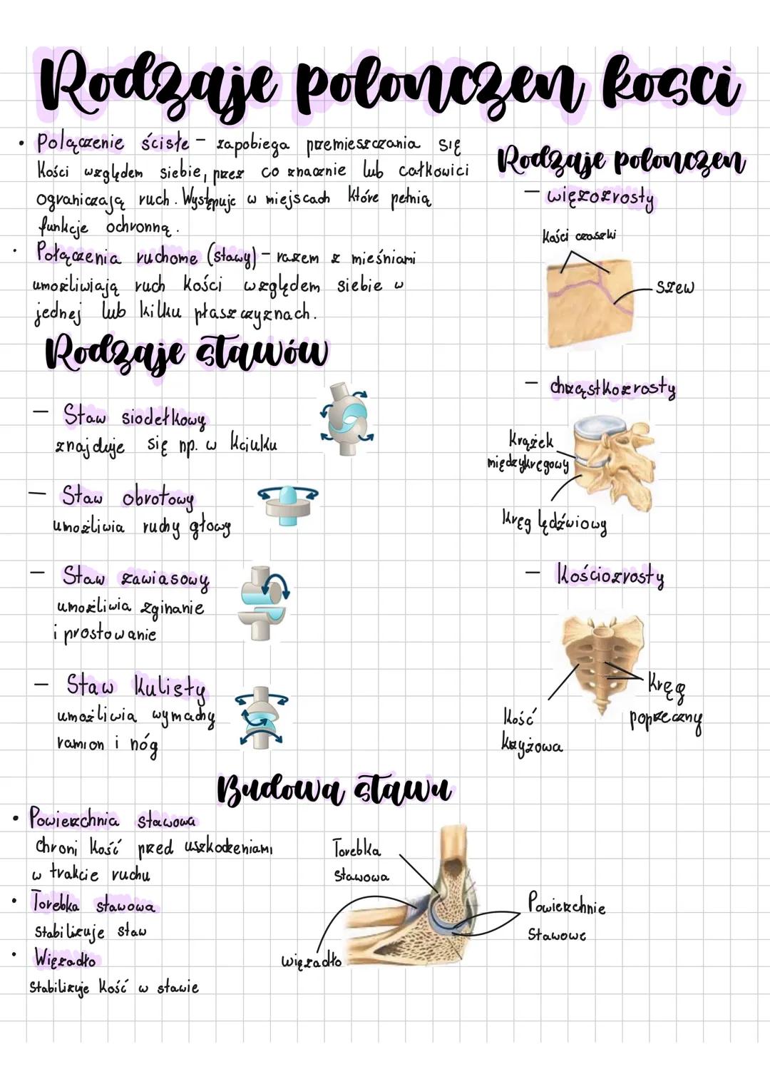 Rodzaje polonczen kosci
• Polączenie ścisłe - zapobiega przemieszczania się
Kości względem siebie, przez co znacznie lub całkowici Rodzaje p