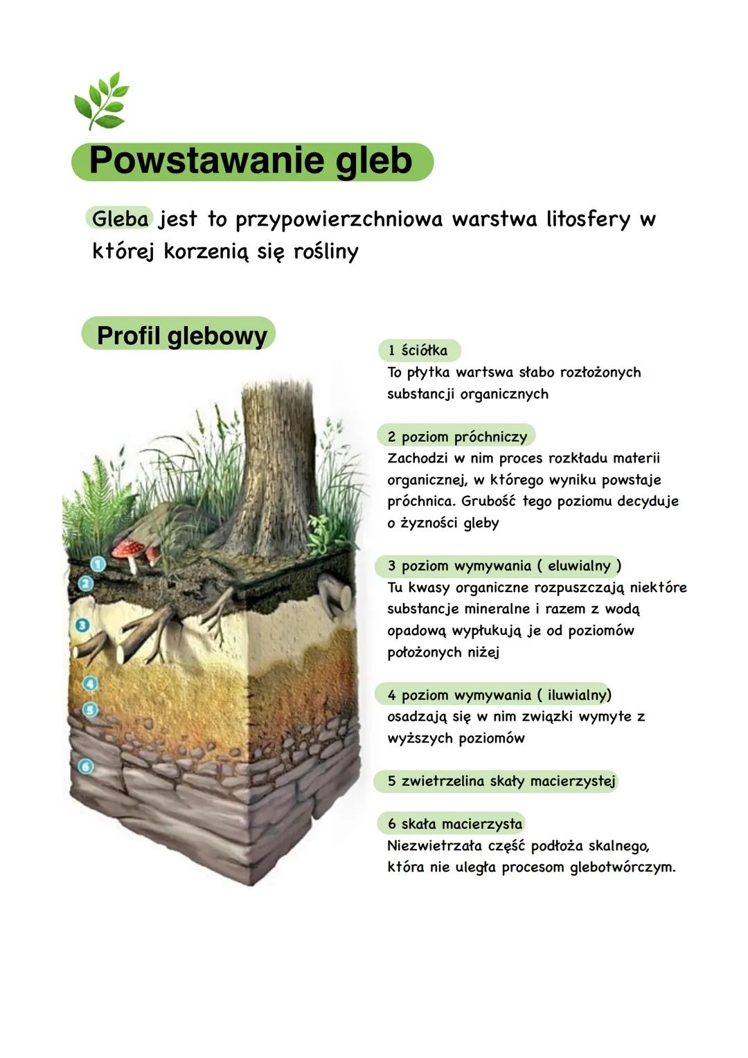 Powstawanie gleb
Gleba jest to przypowierzchniowa warstwa litosfery w
której korzenią się rośliny
Profil glebowy
1 ściółka
To płytka wartswa