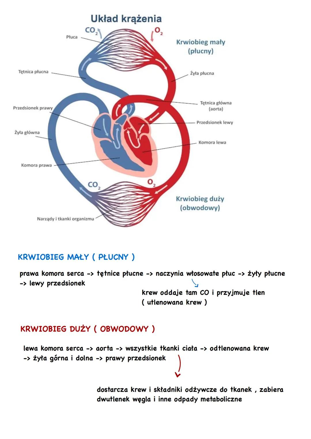 # Układ krążenia
CO
Pluca
02
Krwiobieg mały
(płucny)
Tętnica płucna
Żyła płucna
Tętnica główna
(aorta)
Przedsionek prawy
Przedsionek lewy
Ży