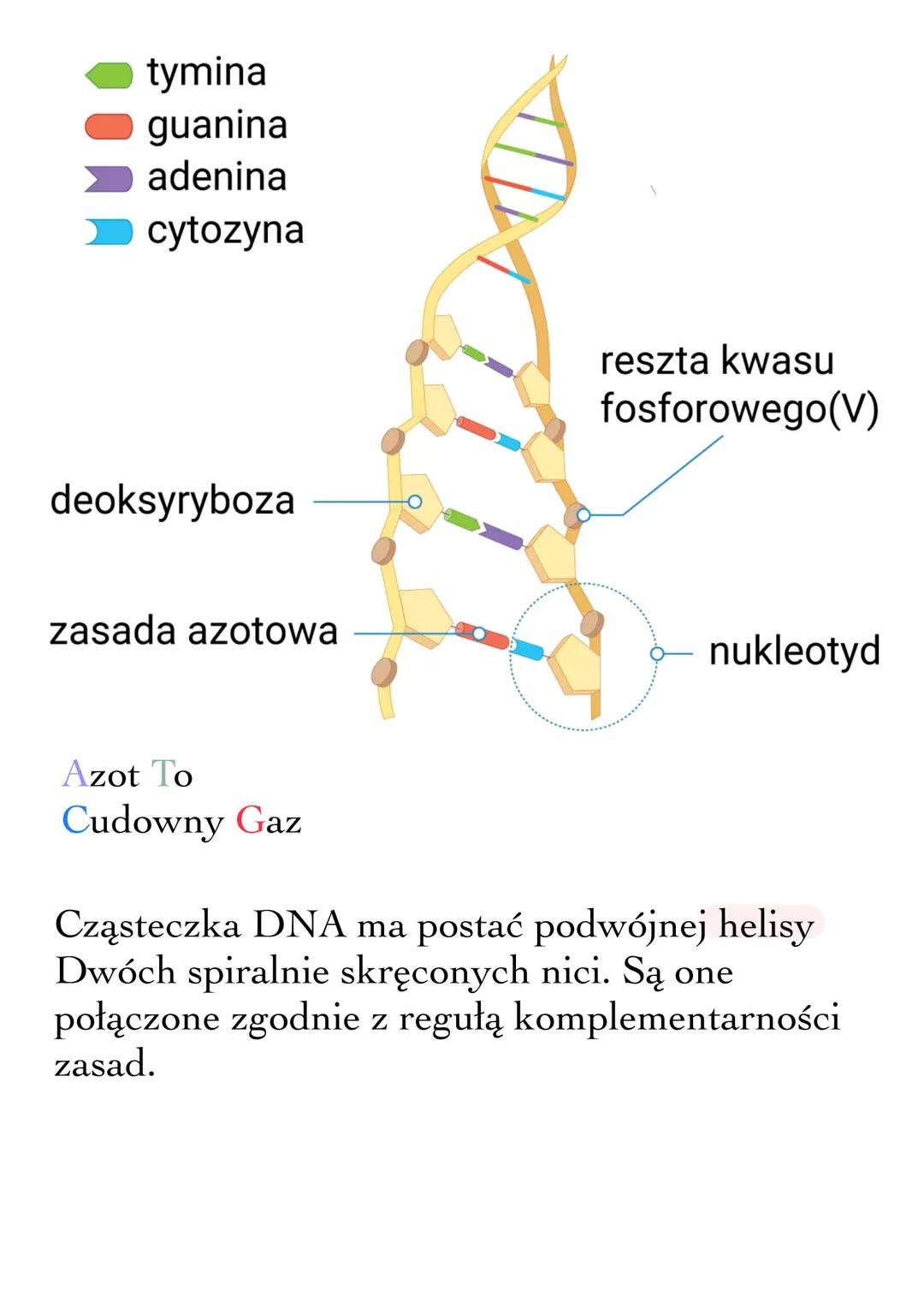 GENETYKA
To nauka Zajmującą się dziedziczeniem cech i
zmiennością organizmów.
Medycyna
Archeologia
Kryminalistyka
Hodowla zwierząt i uprawy