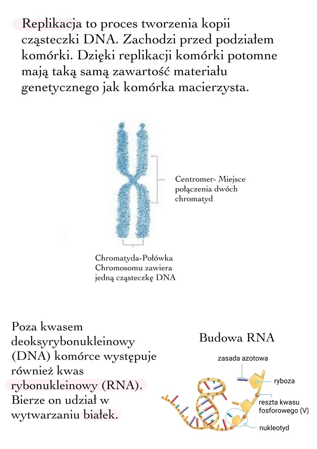 GENETYKA
To nauka Zajmującą się dziedziczeniem cech i
zmiennością organizmów.
Medycyna
Archeologia
Kryminalistyka
Hodowla zwierząt i uprawy