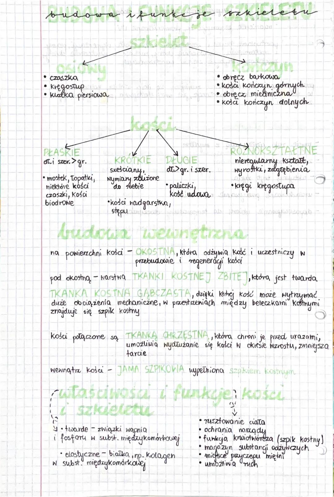 # budowa ifunkcje szkieletu
szkielet
- czaszka
- kręgostup
- klatka piersiowa
- obręcz barkowa
- kości kończyn górnych.
- obręcz miednicz