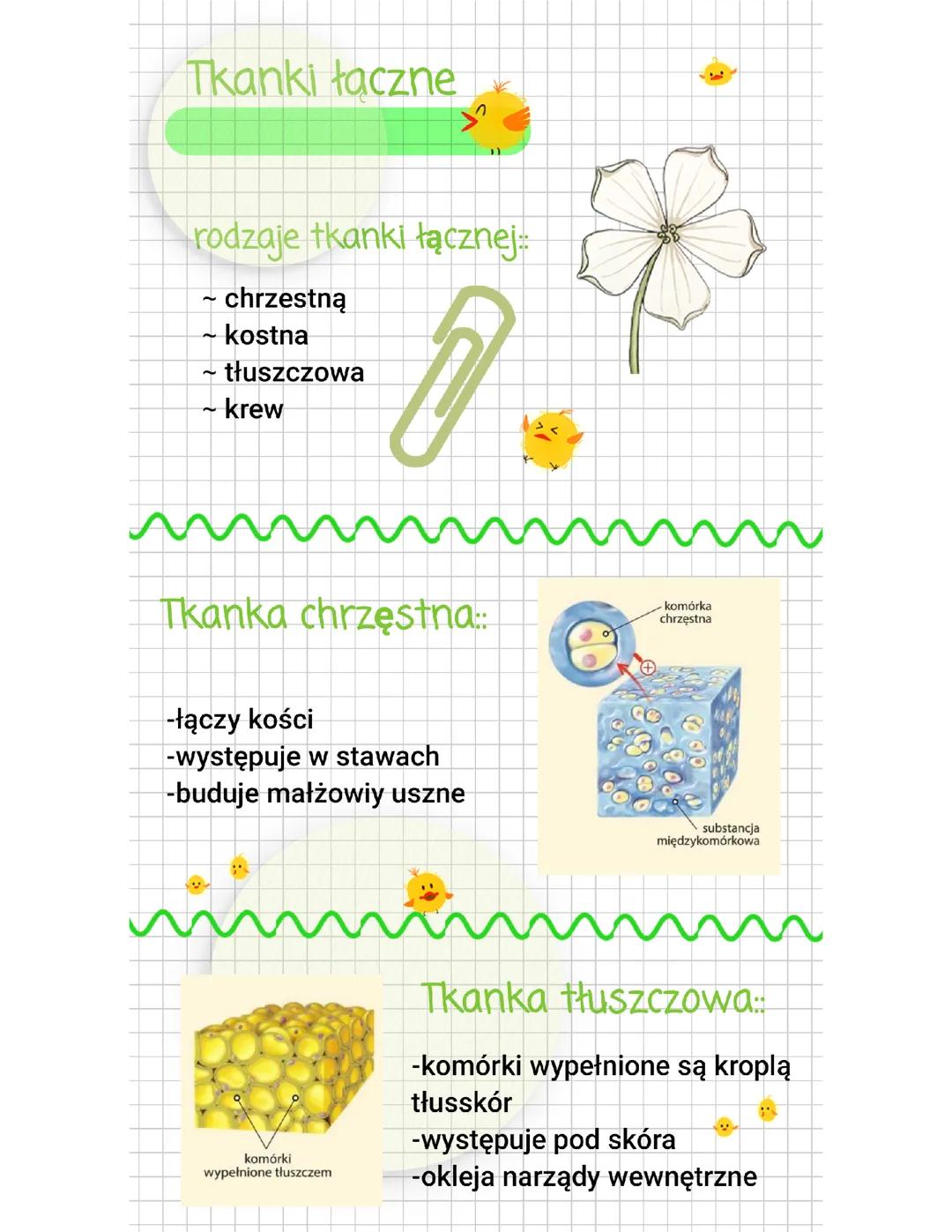 Tkanka łączna - Biologia