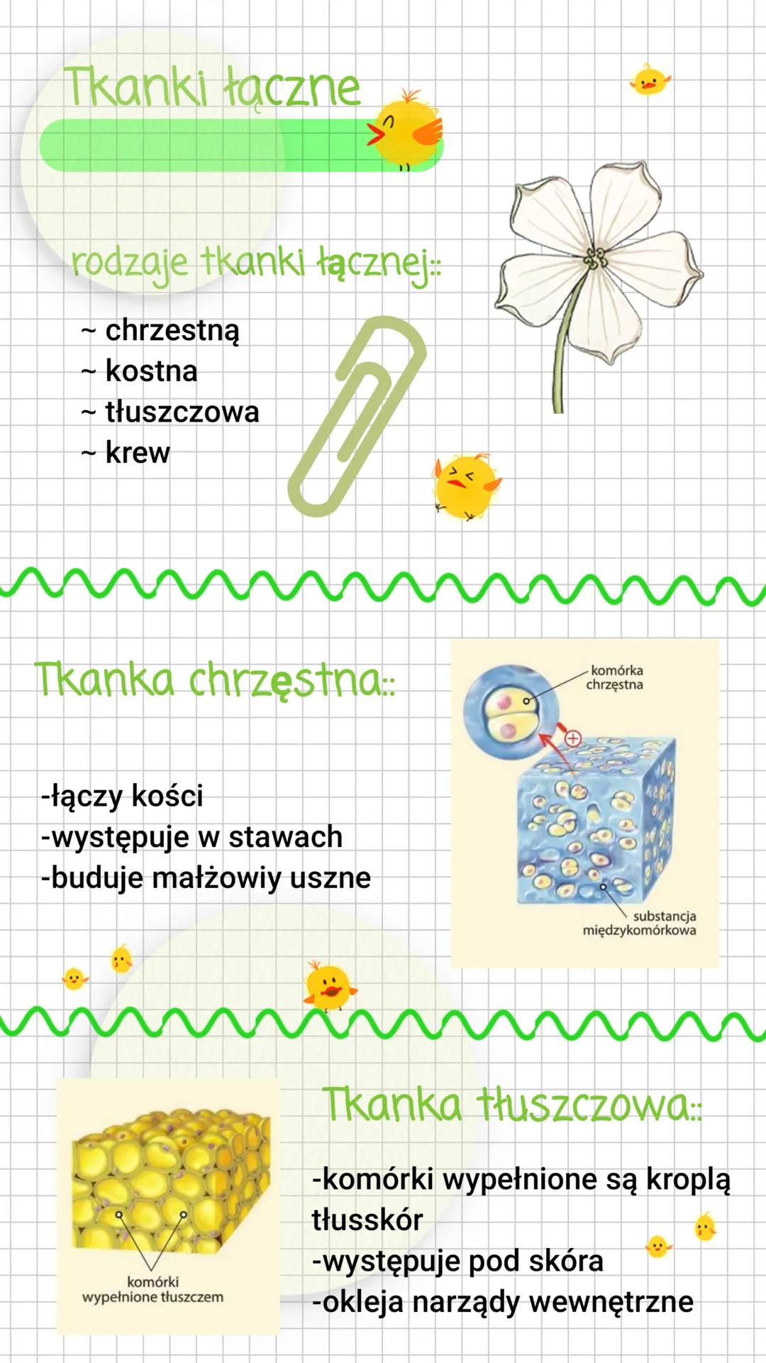 Tkanki łaczne
rodzaje tkanki łącznej..
~ chrzestną
kostna
tłuszczowa
krew
D.
Tkanka chrzęstna
-łączy kości
-występuje w stawach
-buduje małż