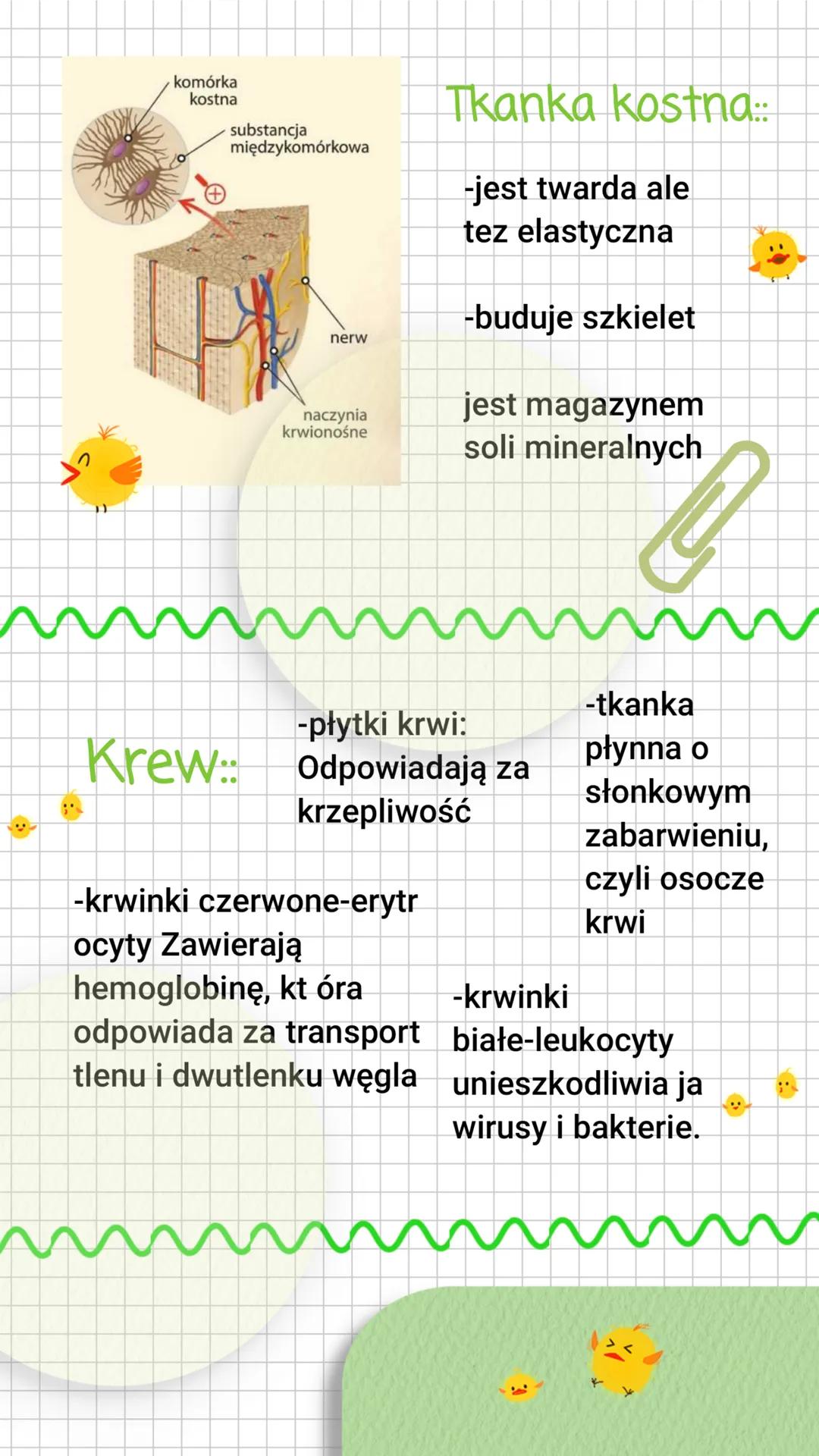 Tkanki łaczne
rodzaje tkanki łącznej..
~ chrzestną
kostna
tłuszczowa
krew
D.
Tkanka chrzęstna
-łączy kości
-występuje w stawach
-buduje małż