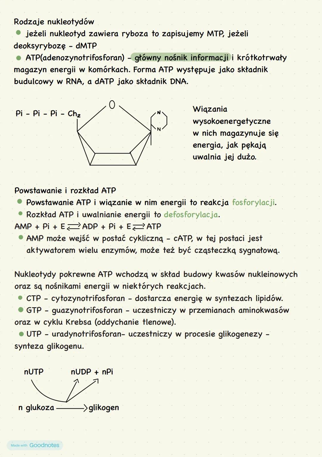 # Budowa i funkcje
nukleotydów i kwasów
nukleinowych
zbudowane są z:
- tlenu
- węgla
- wodoru
- azotu
- fosforu
nukleotyd
nukleozyd
resz