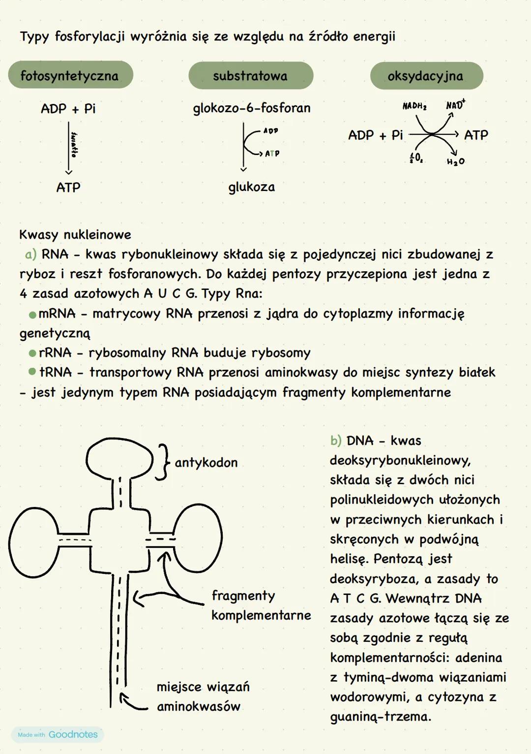 # Budowa i funkcje
nukleotydów i kwasów
nukleinowych
zbudowane są z:
- tlenu
- węgla
- wodoru
- azotu
- fosforu
nukleotyd
nukleozyd
resz