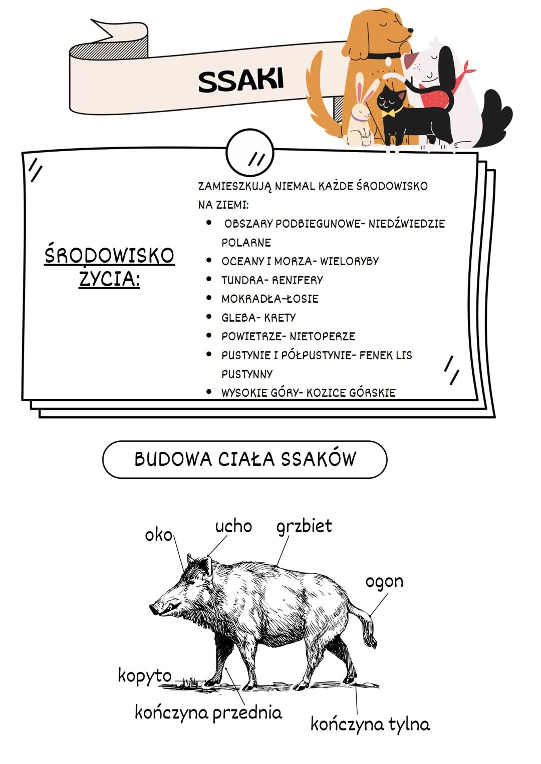 SSAKI
ŚRODOWISKO
ZYCIA:
//
ZAMIESZKUJĄ NIEMAL KAŻDE ŚRODOWISKO
NA ZIEMI:
- OBSZARY PODBIEGUNOWE- NIEDŹWIEDZIE
POLARNE
- OCEANY I MORZA- W