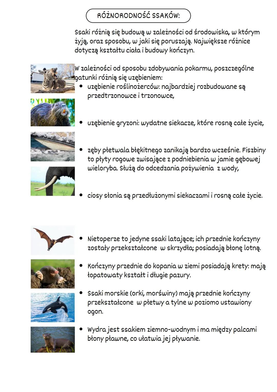 SSAKI
ŚRODOWISKO
ZYCIA:
//
ZAMIESZKUJĄ NIEMAL KAŻDE ŚRODOWISKO
NA ZIEMI:
- OBSZARY PODBIEGUNOWE- NIEDŹWIEDZIE
POLARNE
- OCEANY I MORZA- W