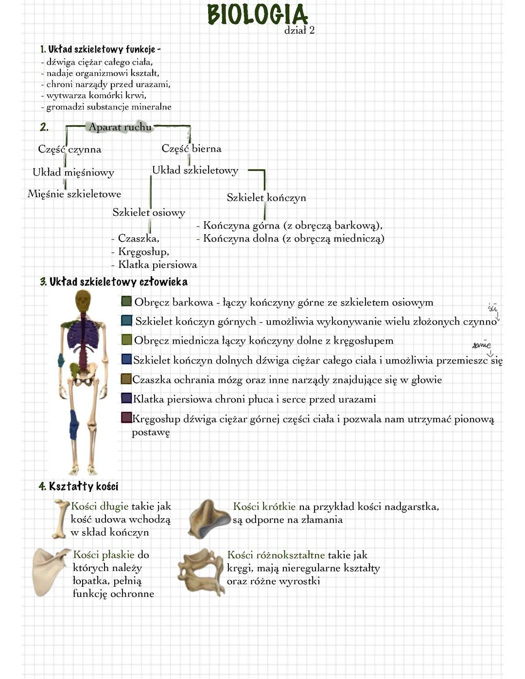 Aparat Ruchu Biologia