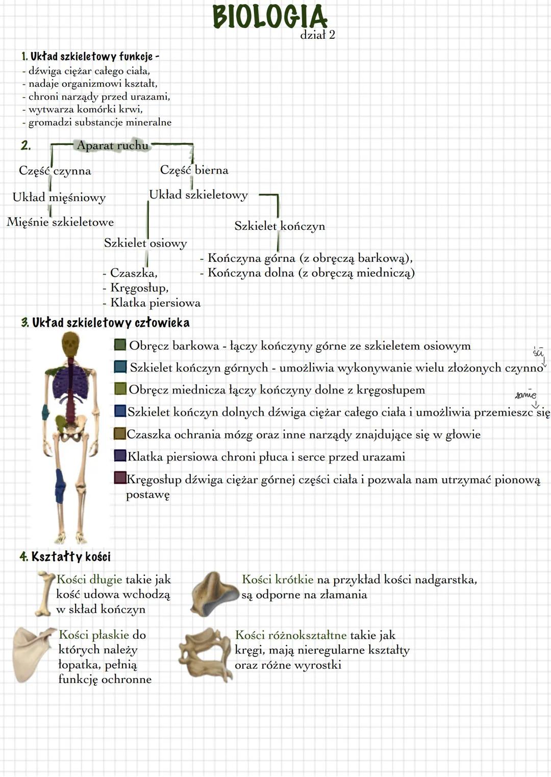 1. Układ szkieletowy funkcje -
- dźwiga ciężar całego ciała,
- nadaje organizmowi kształt,
- chroni narządy przed urazami,
wytwarza komórki