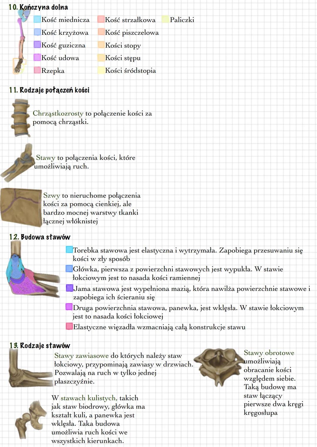 1. Układ szkieletowy funkcje -
- dźwiga ciężar całego ciała,
- nadaje organizmowi kształt,
- chroni narządy przed urazami,
wytwarza komórki