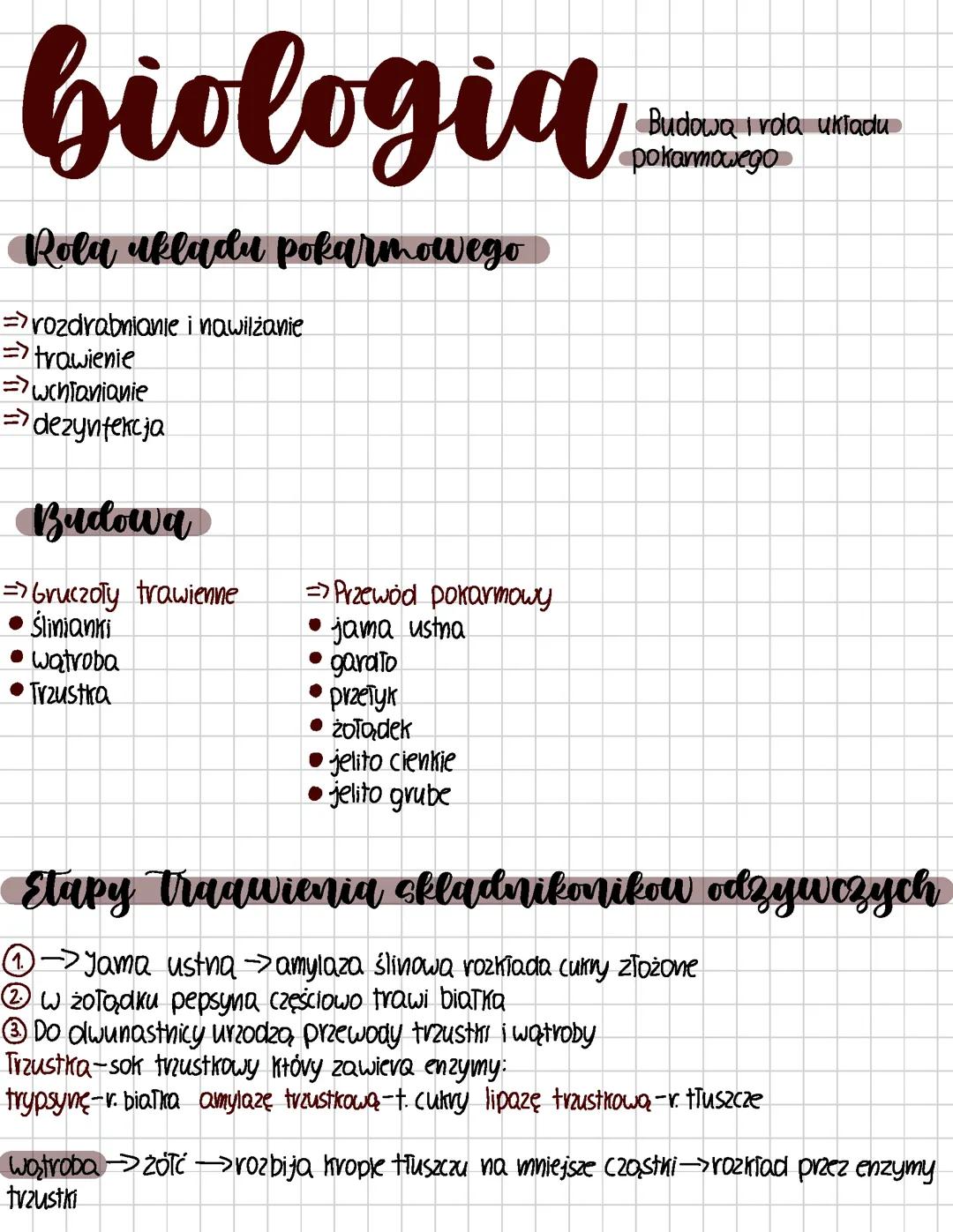Budowa i rola układu pokarmowego.