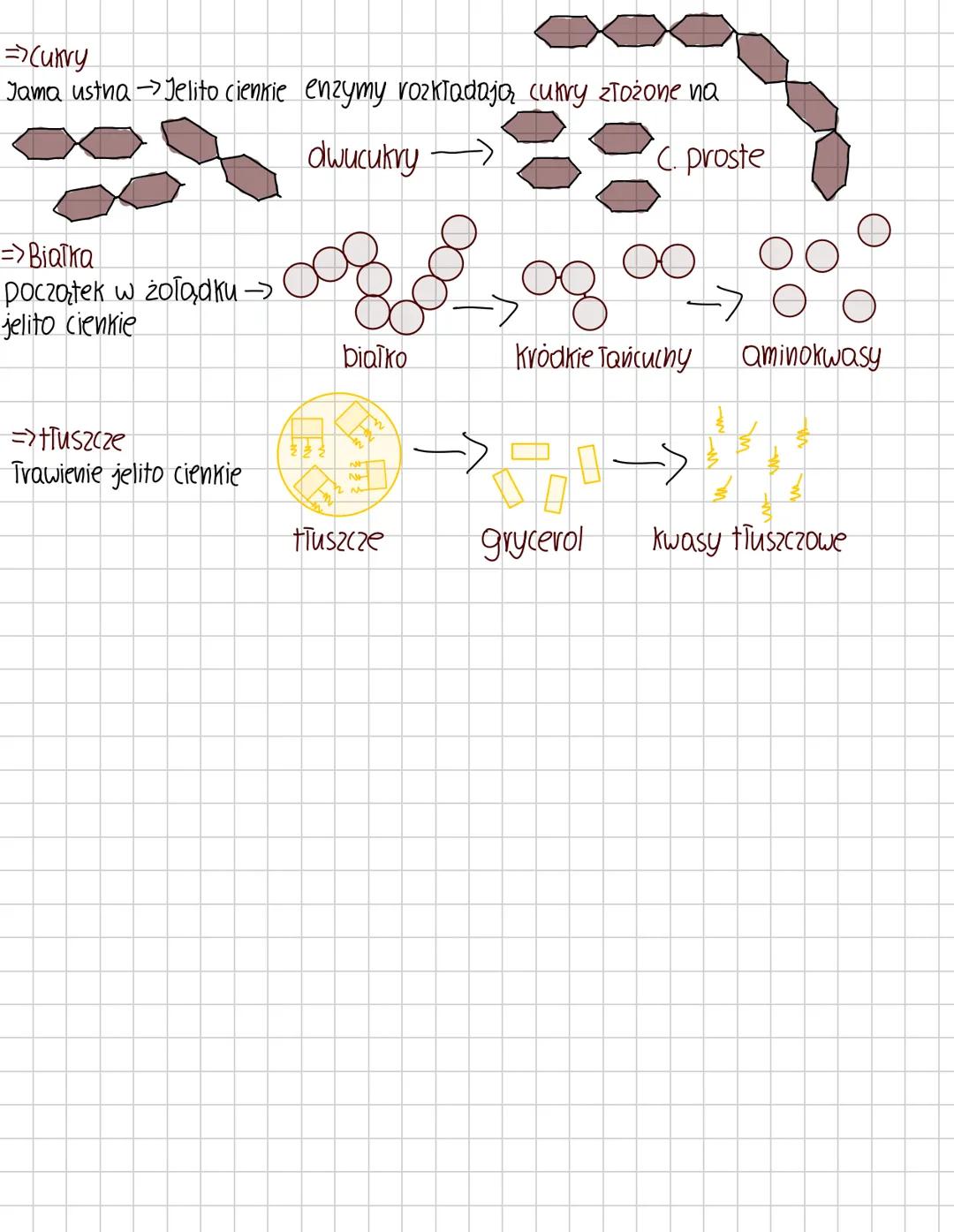 biologia
Rola akladu pokarmowego
=>rozdrabnianie i nawilżanie
=>trawienie
=>wchłanianie
=>dezynfekcja
Budowa
Gruczoły trawienne
Ślinianki
•