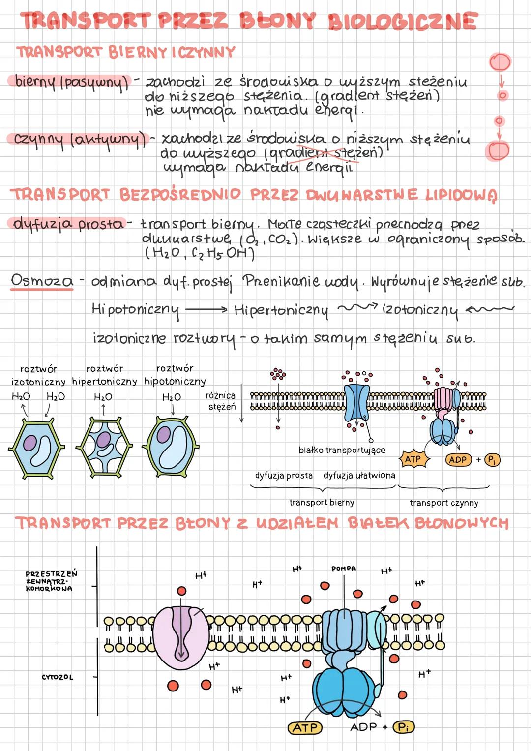 # TRANSPORT PRZEZ BŁONY BIOLOGICZNE
TRANSPORT BIERNY ICZYNNY
bierny (pasywny) - zachodzi ze środowiska o wyższym stężeniu
do niższego stęż