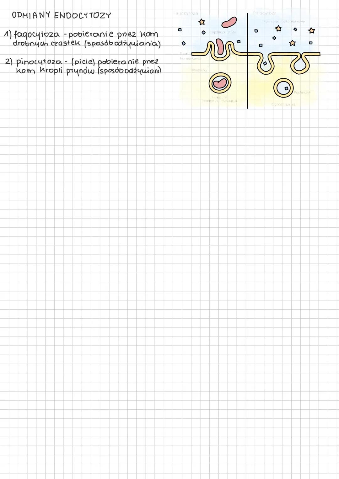# TRANSPORT PRZEZ BŁONY BIOLOGICZNE
TRANSPORT BIERNY ICZYNNY
bierny (pasywny) - zachodzi ze środowiska o wyższym stężeniu
do niższego stęż
