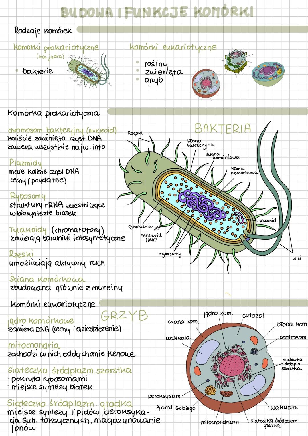 BUDOWA I FUNKCJE KOMÓRKI
Rodzaje komórek
komorki prokariotyczne
(bez jądra)
•
bakterie
komórki eukariotyczne
•
•
rosiny
zwierzęta
gryb
komór
