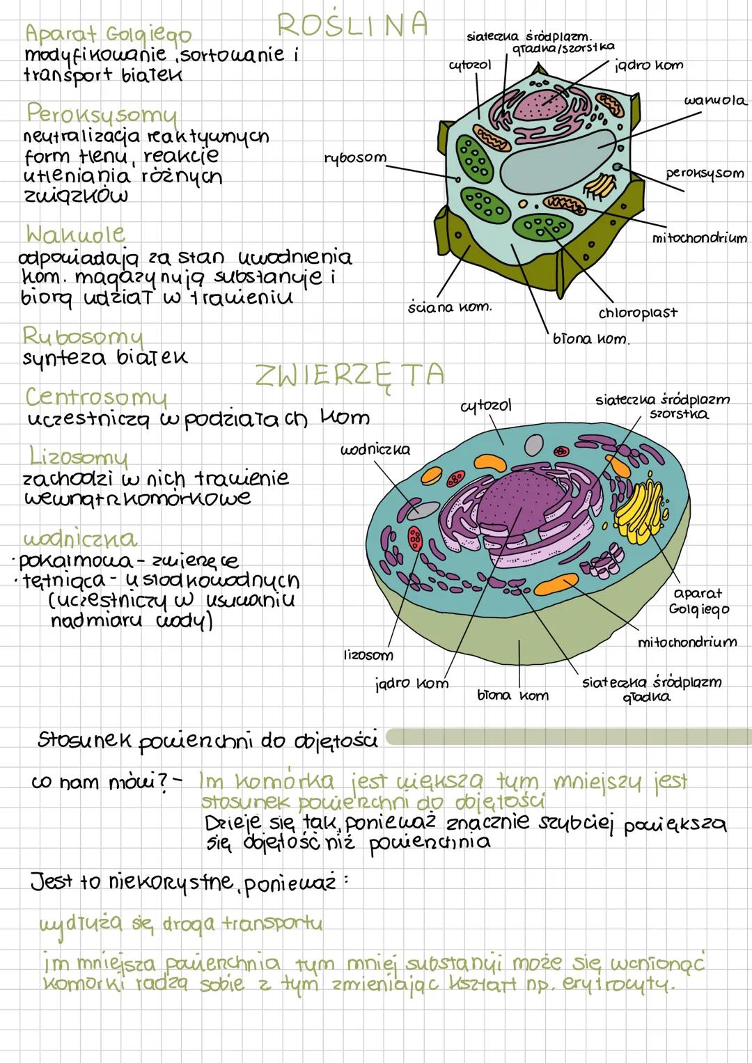 BUDOWA I FUNKCJE KOMÓRKI
Rodzaje komórek
komorki prokariotyczne
(bez jądra)
•
bakterie
komórki eukariotyczne
•
•
rosiny
zwierzęta
gryb
komór