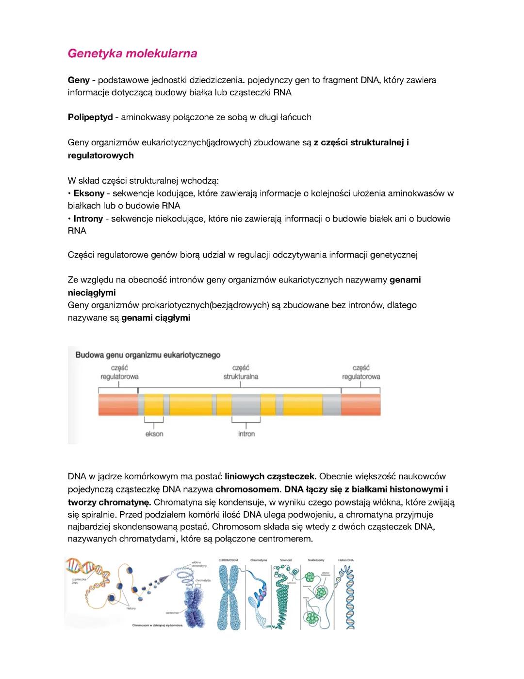 biologia klasa 3 notatki z działu “Genetyka Molekularna”