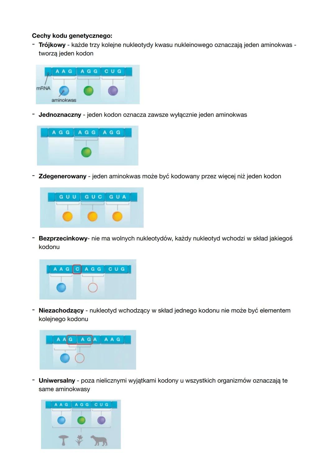 Genetyka molekularna
Geny - podstawowe jednostki dziedziczenia. pojedynczy gen to fragment DNA, który zawiera
informacje dotyczącą budowy bi