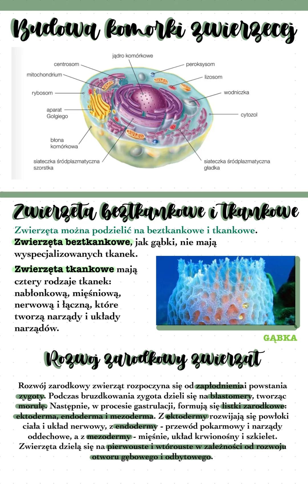 Kryteria klasyfikacji zwierząt
Do królestwa zwierząt należą organizmy wielokomórkowe, heterotroficzne
222
Zwierzęta zazwyczaj są
obdarzone z
