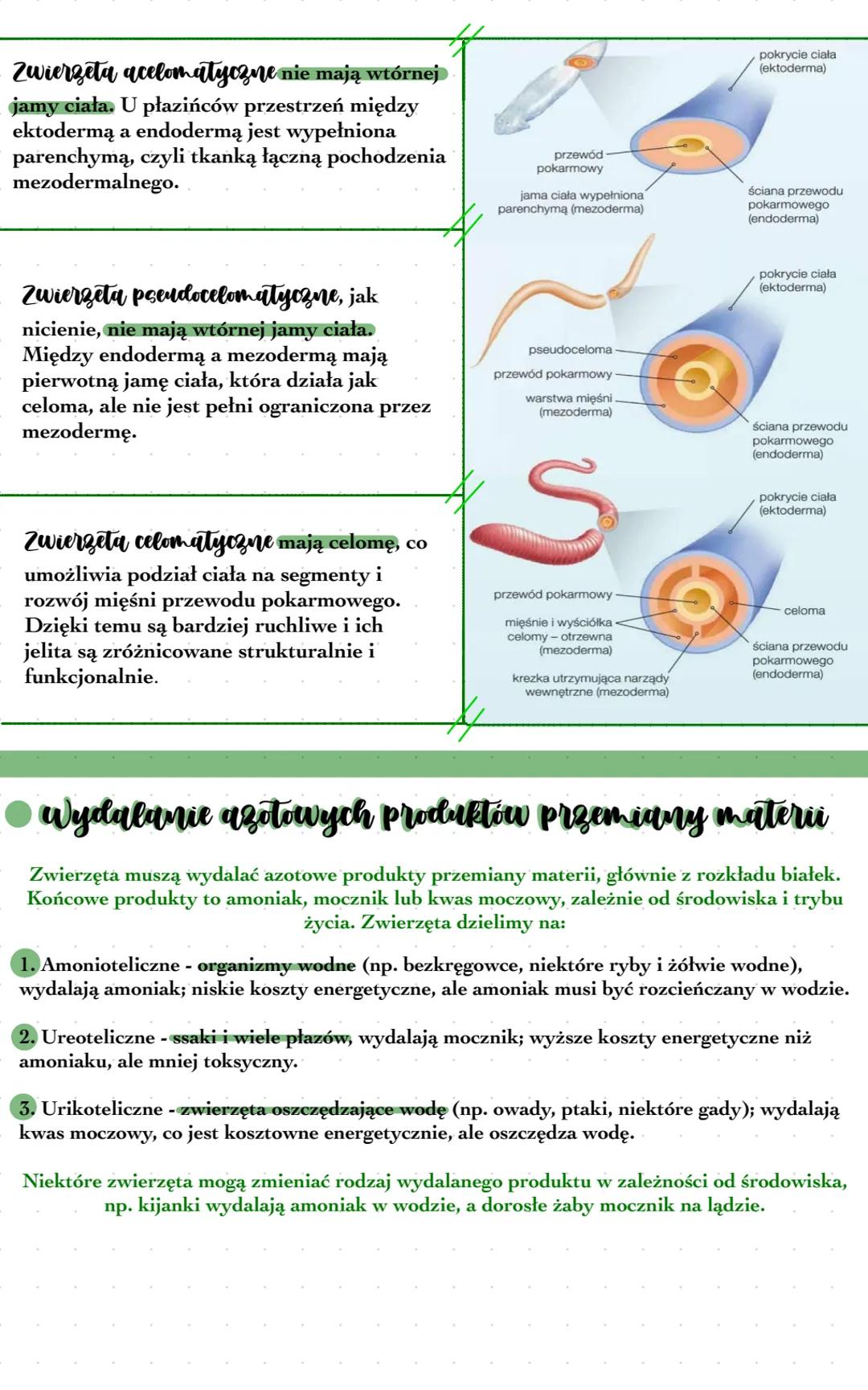Kryteria klasyfikacji zwierząt
Do królestwa zwierząt należą organizmy wielokomórkowe, heterotroficzne
222
Zwierzęta zazwyczaj są
obdarzone z