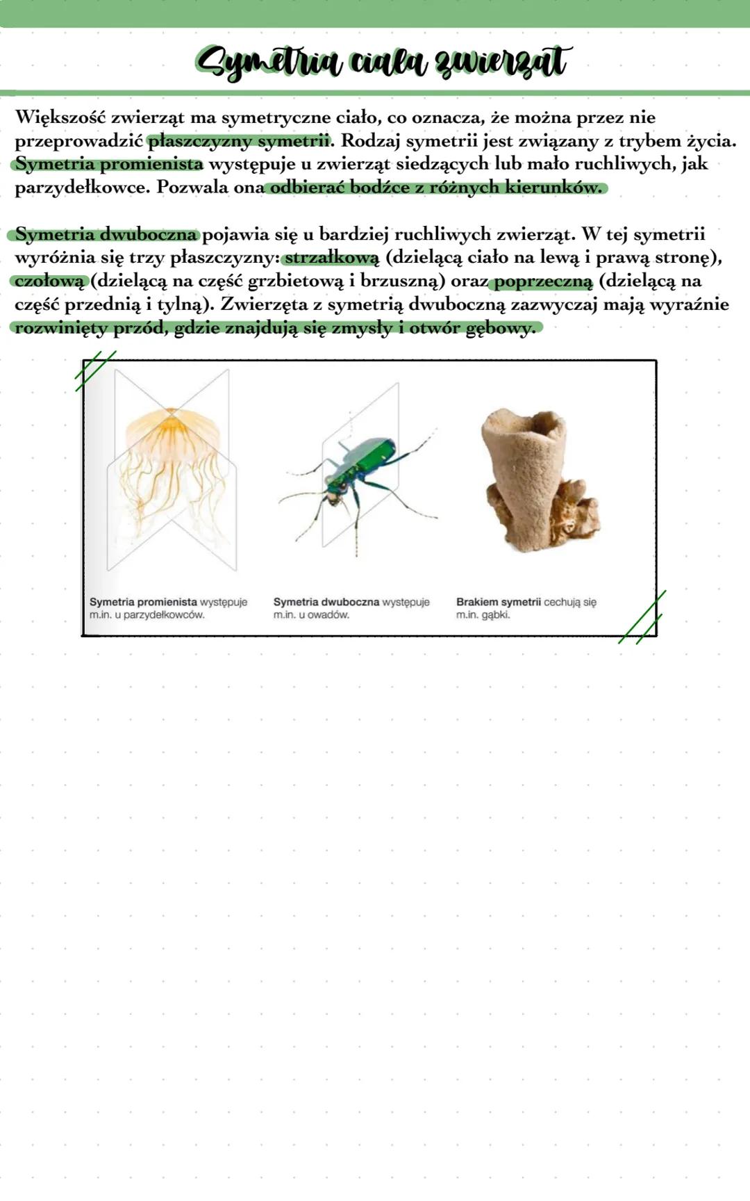 Kryteria klasyfikacji zwierząt
Do królestwa zwierząt należą organizmy wielokomórkowe, heterotroficzne
222
Zwierzęta zazwyczaj są
obdarzone z