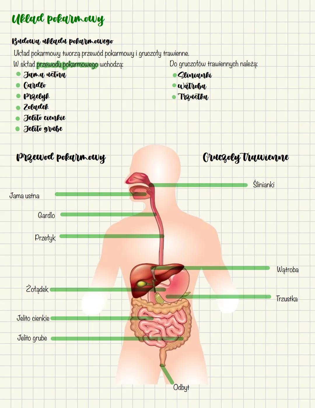 Budowa i rola akladu pokarmowego
Rola ukladu pokarmowego
Aby organizm mógł przyswoić spożywane pokarmy, musza one zostać najpierw odpowiedni