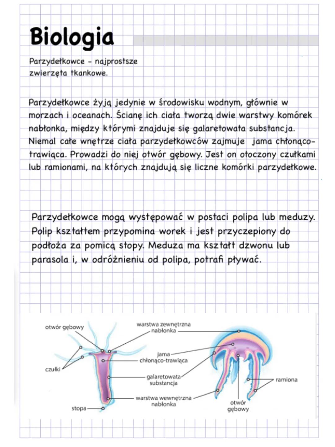 Biologia
Parzydełkowce - najprostsze
zwierzęta tkankowe.
Parzydełkowce żyją jedynie w środowisku wodnym, głównie w
morzach i oceanach. Ścian