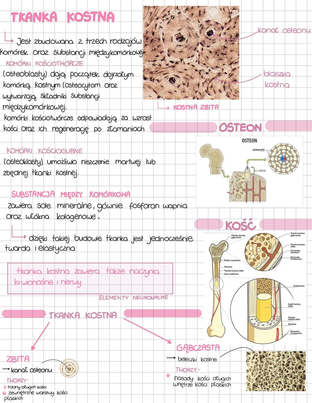 # TKANKA KOSTNA
Jest zbudowana z trzech rodzajów
Komórek oraz substancji międzykomórkowej
KOMÓRKI KOŚCIOTWÓRCZE
(osteoblasty) dają począte