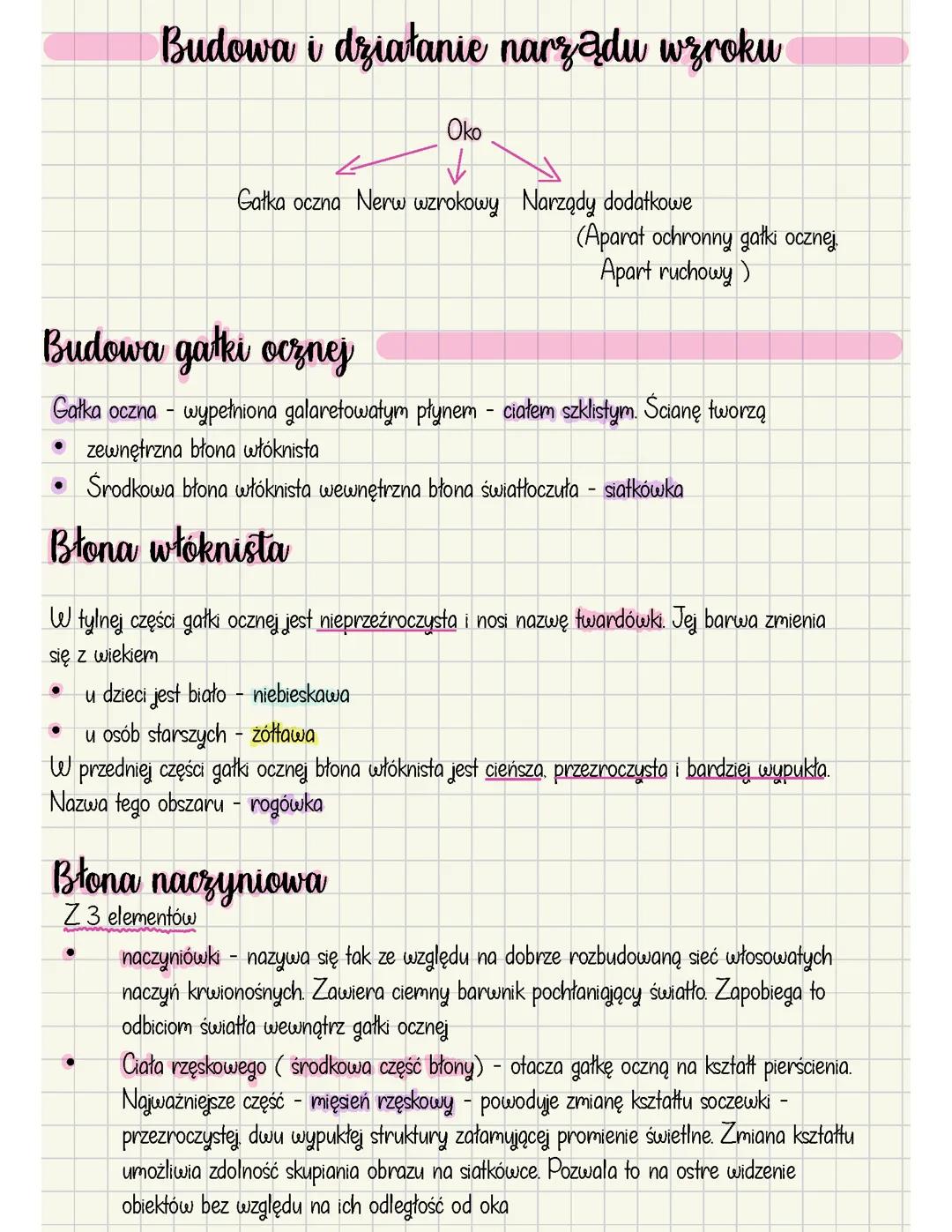 Budowa i działanie narządu wzroku
