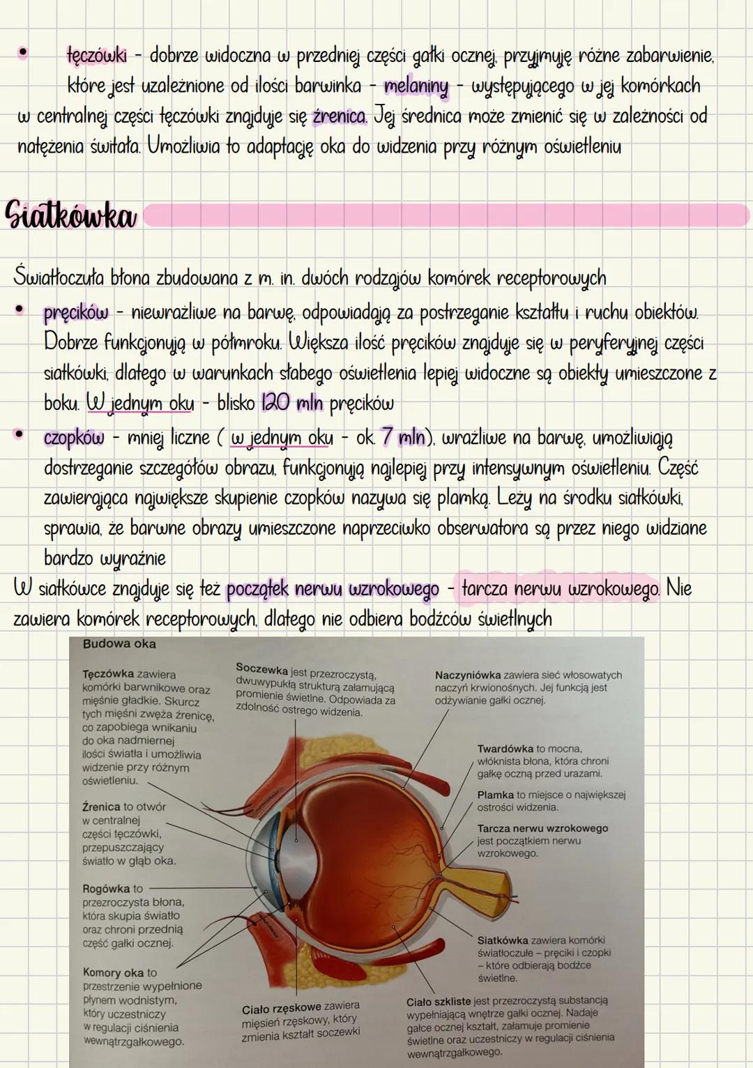 Budowa i działanie narządu wzroku
Око
Gałka oczna Nerw wzrokowy Narządy dodatkowe
(Aparat ochronny gałki ocznej.
Apart ruchowy)
Budowa gałki