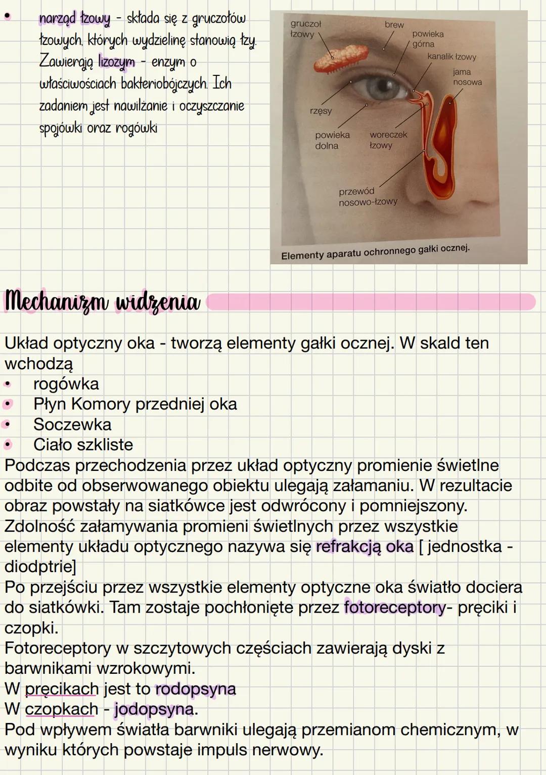 Budowa i działanie narządu wzroku
Око
Gałka oczna Nerw wzrokowy Narządy dodatkowe
(Aparat ochronny gałki ocznej.
Apart ruchowy)
Budowa gałki