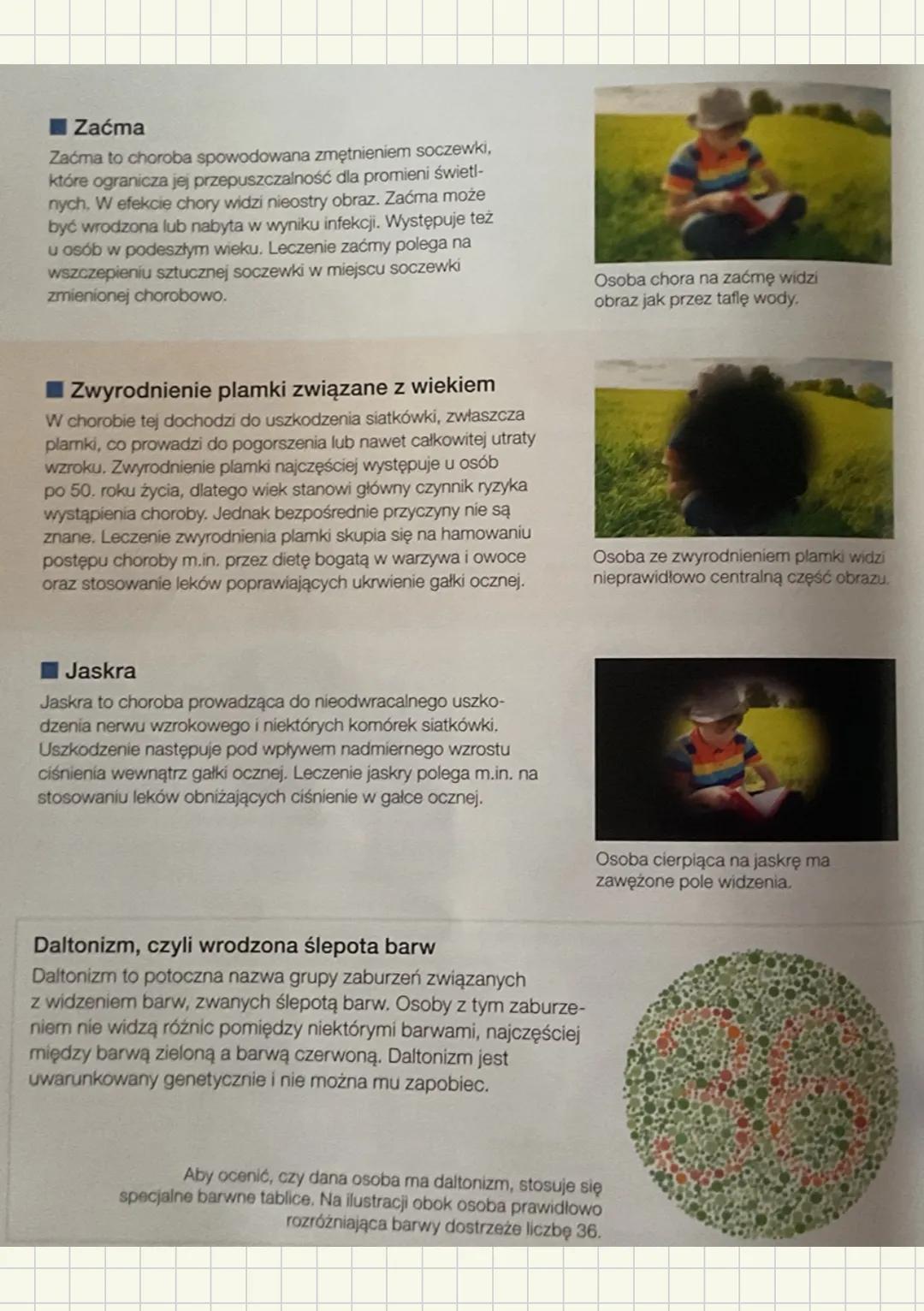 Budowa i działanie narządu wzroku
Око
Gałka oczna Nerw wzrokowy Narządy dodatkowe
(Aparat ochronny gałki ocznej.
Apart ruchowy)
Budowa gałki