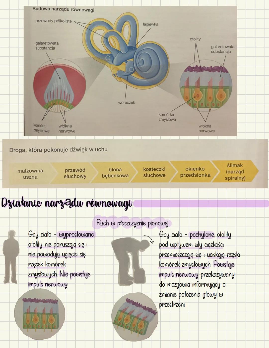 # Ucho - narząd słuchu i równowagi
Mechanoreceptory
* Odpowiedzialne za słuch
* odbierają bodźce mechaniczne w postaci
dr
