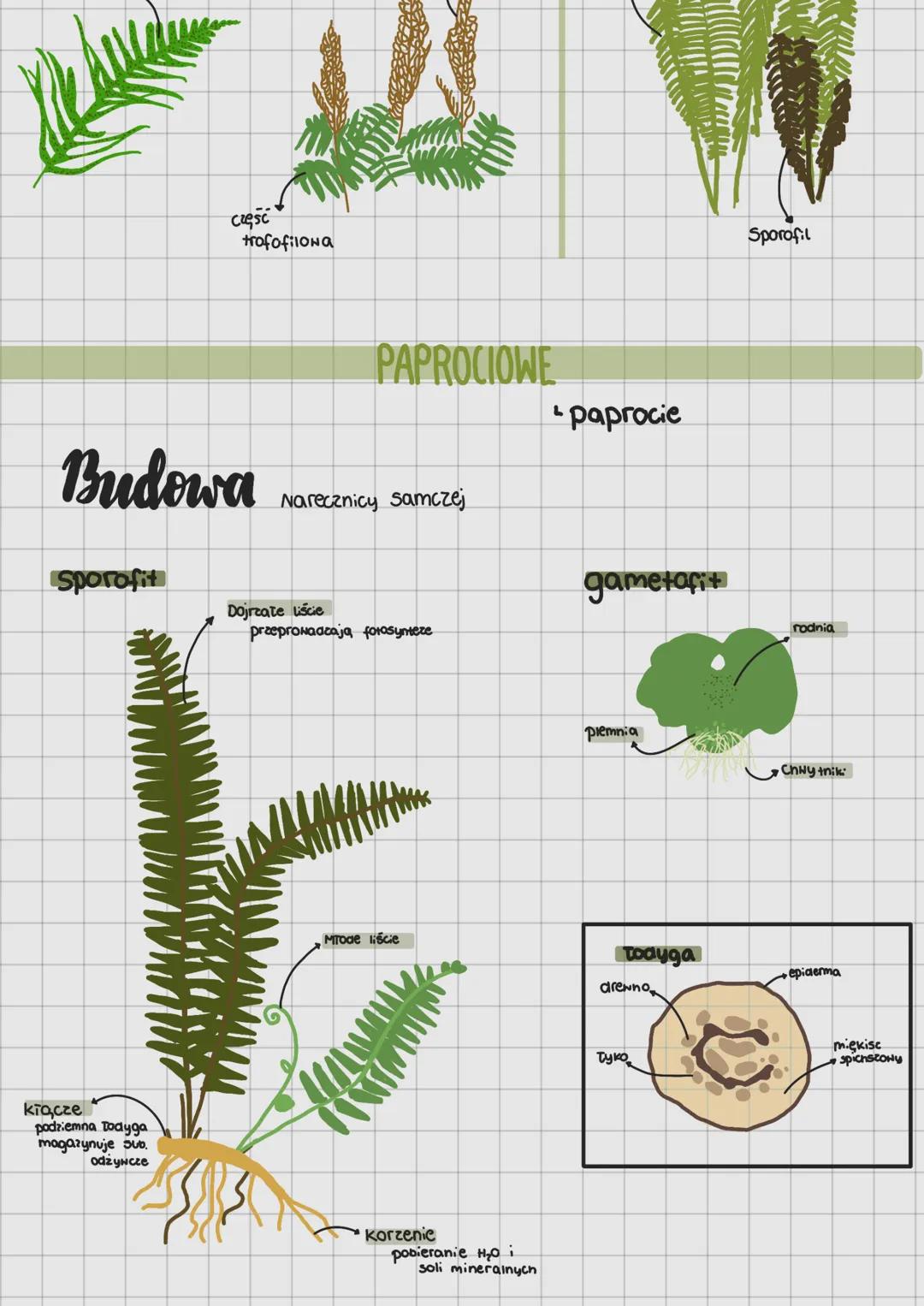 # Paprotniki
takson paprotnikón
paprocionce
Skrzyponce
widtonce
## CECHY PAPROTNIKÓW
* netemorficzna przemiana pοκοική
dominuje pokole